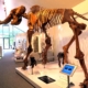 Mammutmuseum Niederweningen